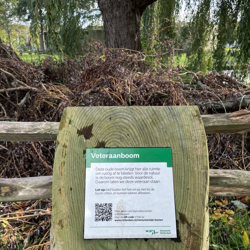5242: Veteraanboom