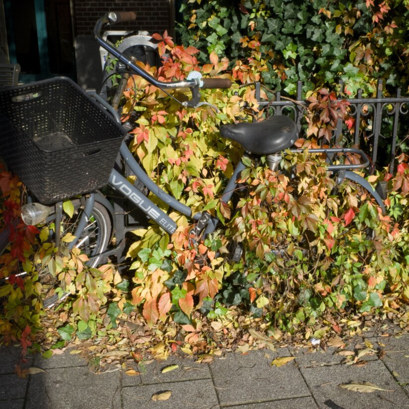 5256: Herfstklassiekers